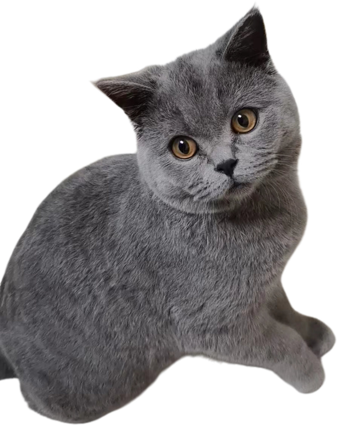 my_cat